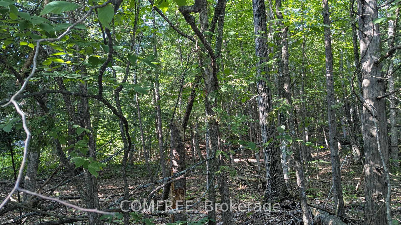 Image of home for listing MLS® X13685060